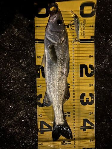 シーバスの釣果