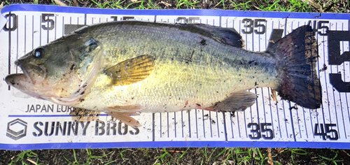 ブラックバスの釣果