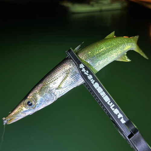 カマスの釣果