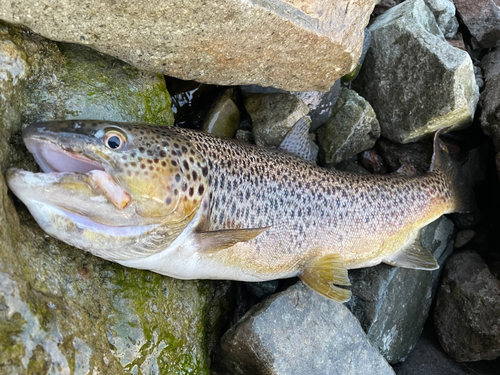 ブラウントラウトの釣果