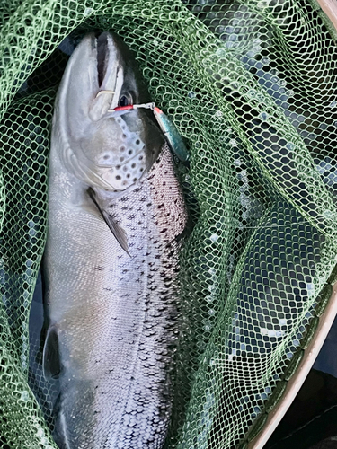 ブラウントラウトの釣果