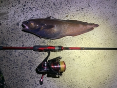 ドンコの釣果