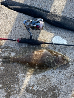 ミズクサガレイの釣果