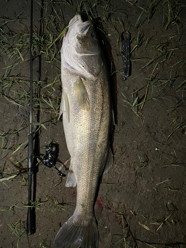 マルスズキの釣果