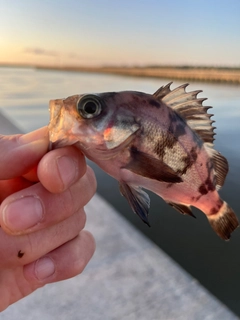 メバルの釣果