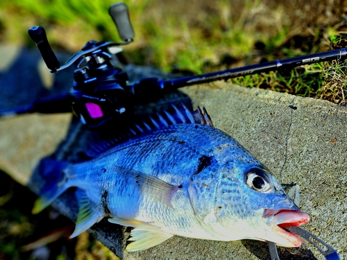 キチヌの釣果