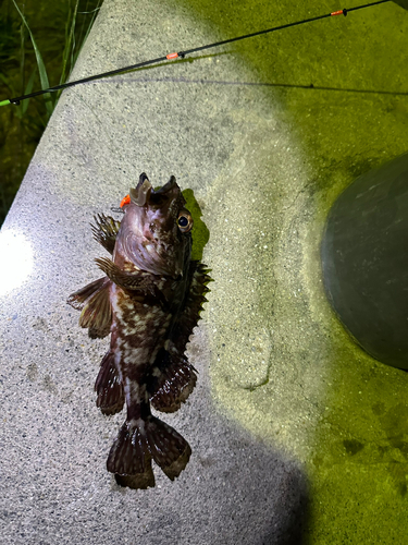 カサゴの釣果