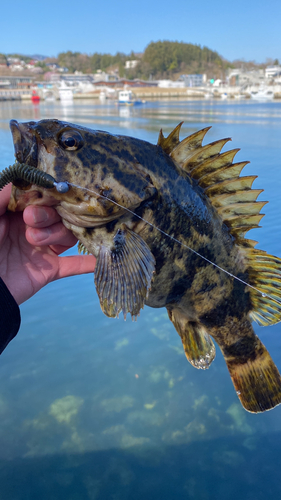 タケノコメバルの釣果