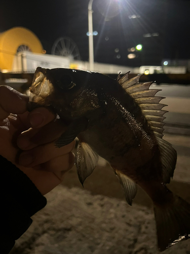 メバルの釣果