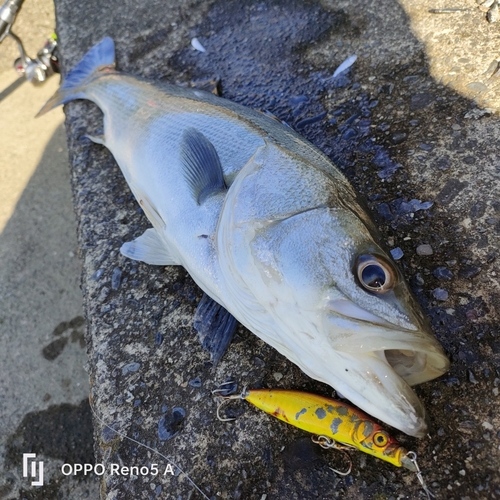 シーバスの釣果