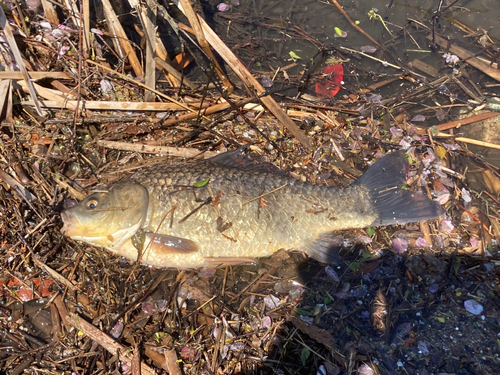 フナの釣果