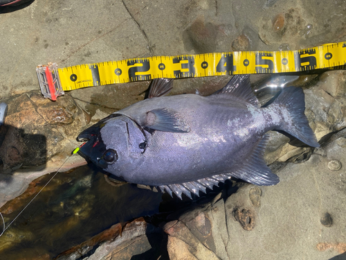 イシダイの釣果