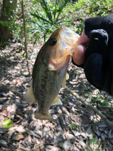 ブラックバスの釣果