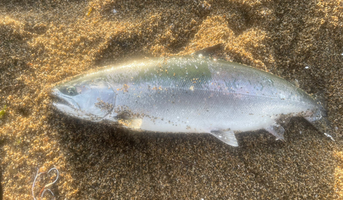 サクラマスの釣果