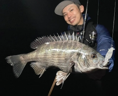 クロダイの釣果