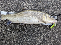 ニゴイの釣果