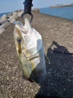 ネリゴの釣果