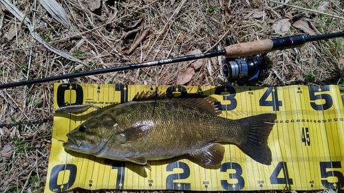 スモールマウスバスの釣果