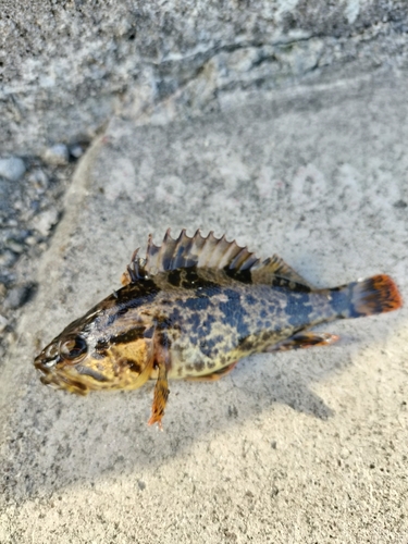 タケノコメバルの釣果