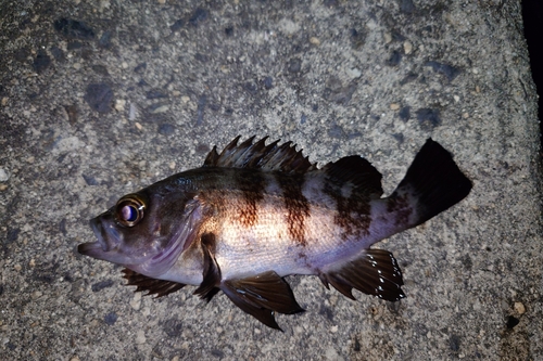 メバルの釣果