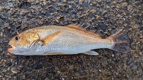 イシモチの釣果