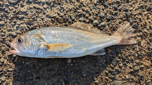 イシモチの釣果