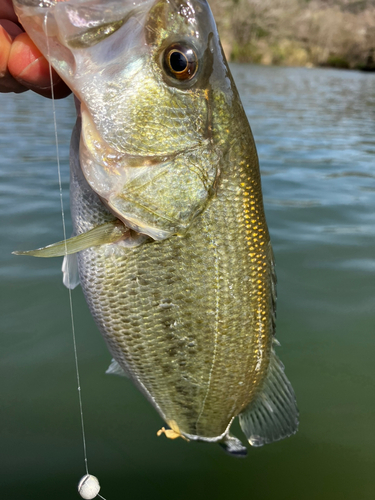 ラージマウスバスの釣果