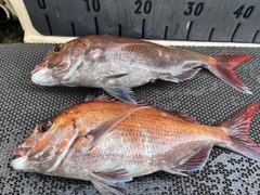 マダイの釣果