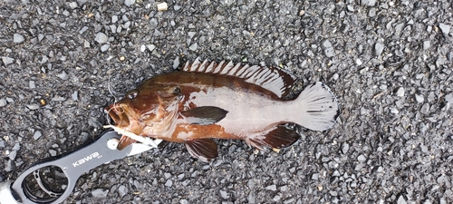 ヤミハタの釣果