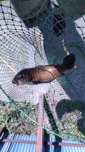 コイの釣果