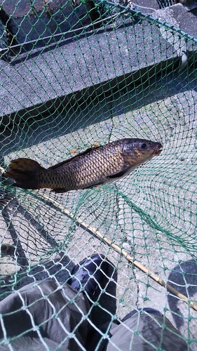 コイの釣果