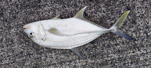 オニヒラアジの釣果