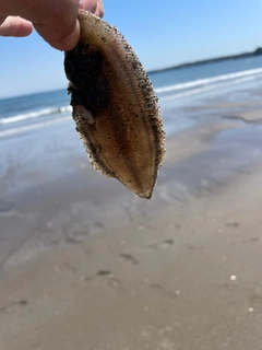 シタビラメの釣果