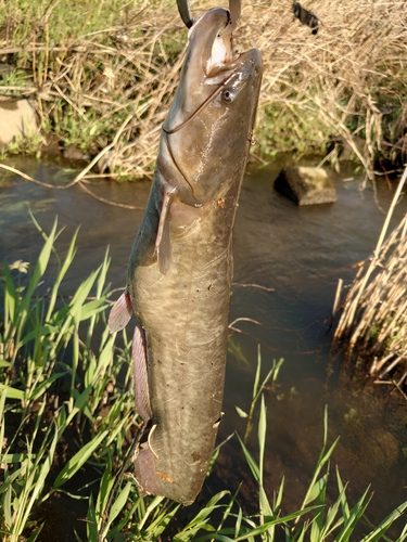 ニホンナマズの釣果