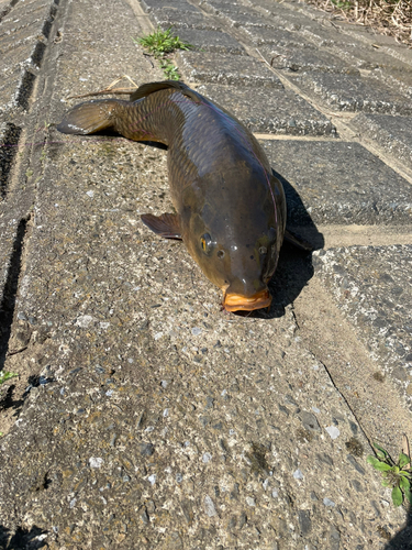 コイの釣果