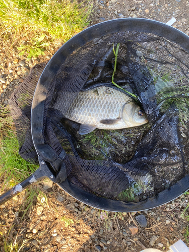 フナの釣果