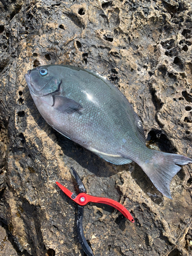 メジナの釣果