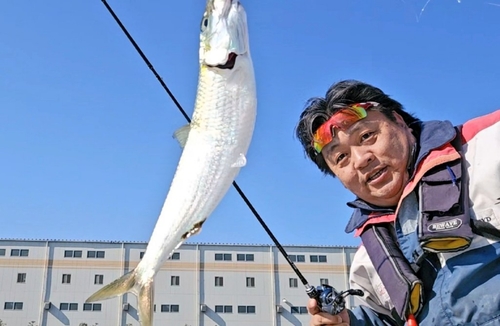 カタボシイワシの釣果