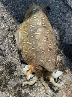 モンゴウイカの釣果