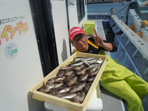 メバルの釣果