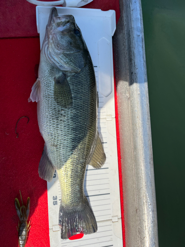 ブラックバスの釣果