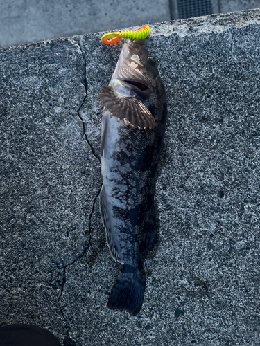 アイナメの釣果