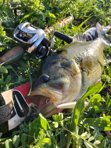 ブラックバスの釣果