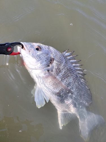 キビレの釣果