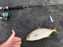 カンパチの釣果