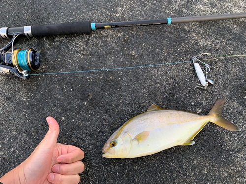 カンパチの釣果