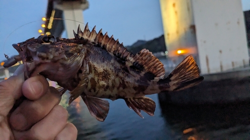 カサゴの釣果