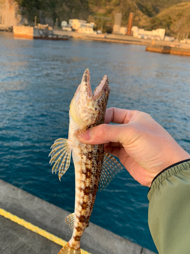 アカエソの釣果