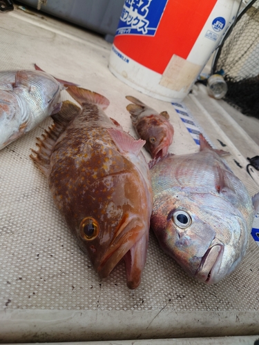 マダイの釣果