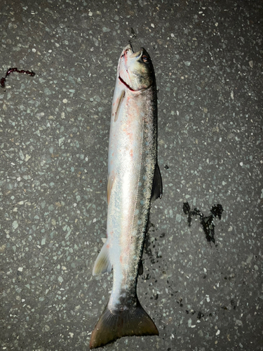 アメマスの釣果